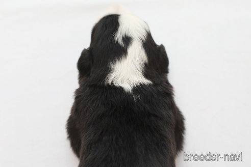 成約済の神奈川県のボーダーコリー-327518の4枚目